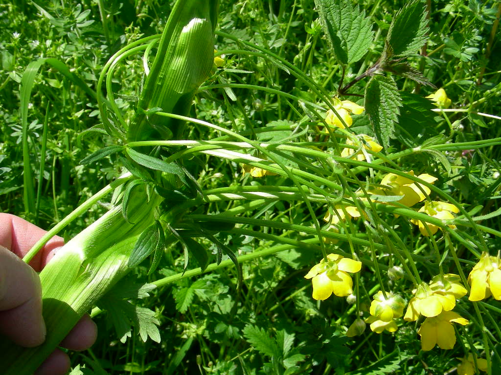 Fasciazione su Ranunculus sp.